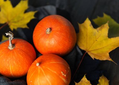 Küçük balkabakları Sonbahar hasadı