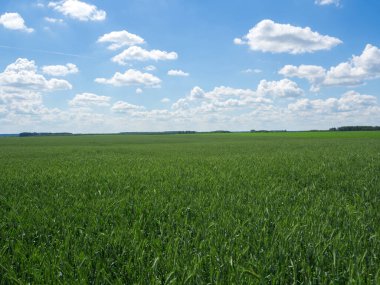 Çavdar tarlasını kapatın.