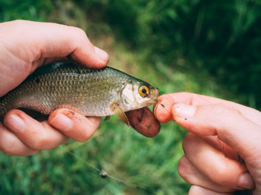 Balık hamamböceği.