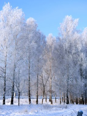 Güzel bir kış manzarası. Sabahın erken saatlerinde kardaki huş ağaçları.