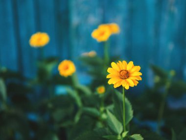 Bahçedeki sarı papatyalar