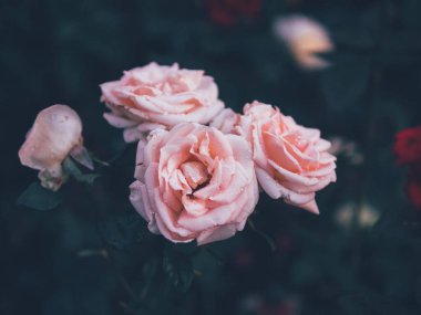 Pembe güller dramatik tonlama