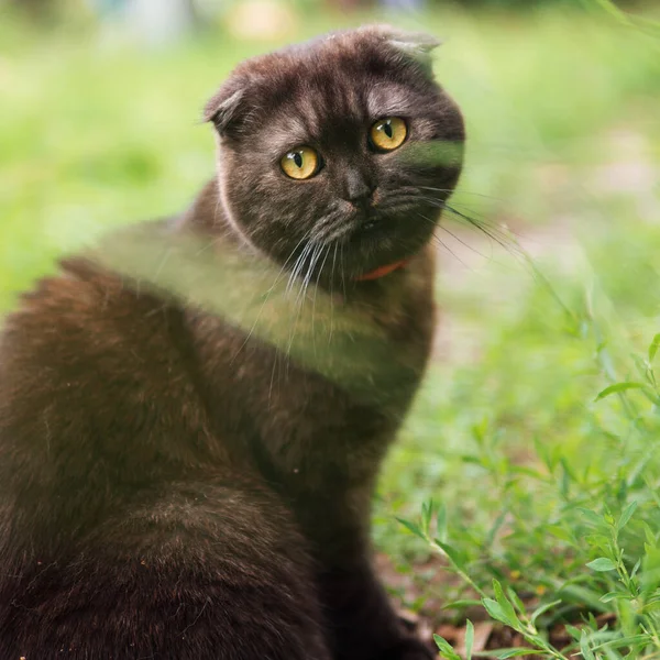 Scottish Fold Cat Walking Garden — Stock Photo, Image