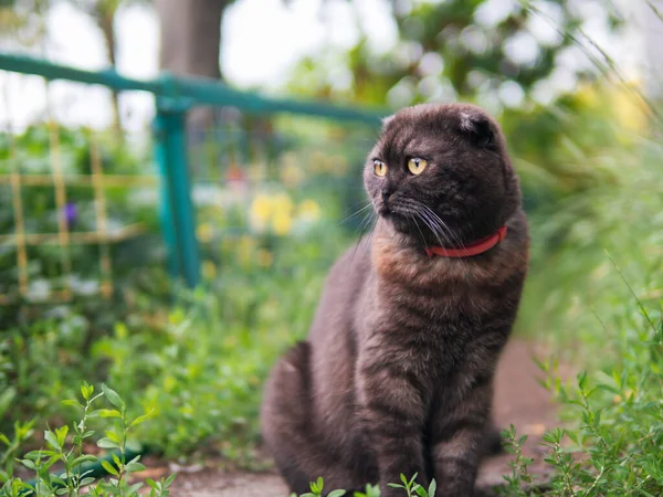 Scottish Fold Cat Walking Garden — Stock Photo, Image