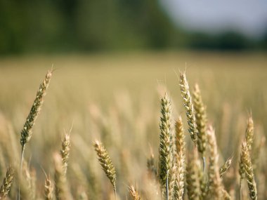 Bir yaz gününde buğday tarlası