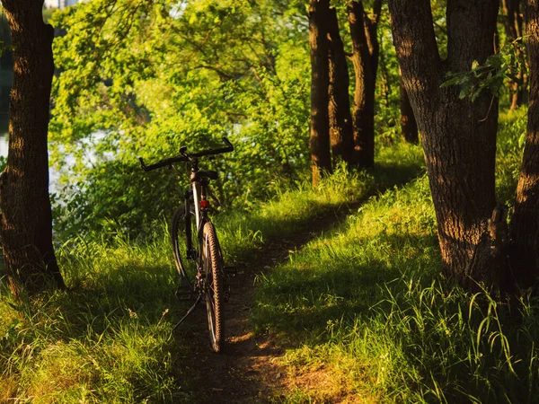 Bicicleta Está Caminho Floresta Verão Floresta Verde Viagem Bicicleta — Fotografia de Stock