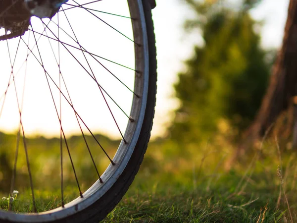 여름의 자연의 배경에 자전거 바퀴의 — 스톡 사진