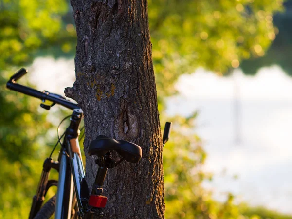 Mountain Bike Está Floresta Pôr Sol Estilo Vida Ativo Verão — Fotografia de Stock