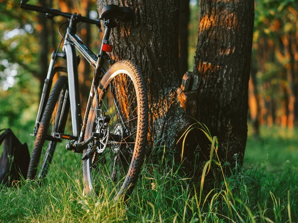 Mountain Bike Está Floresta Pôr Sol Estilo Vida Ativo Verão — Fotografia de Stock