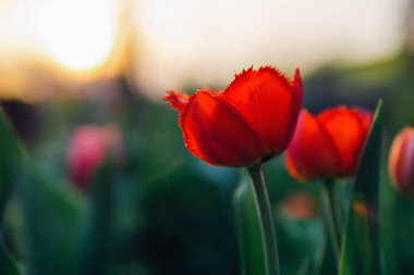 Gün batımında güzel lalelerin yakın plan çekimleri