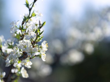 Kiraz çiçekleri, dallar, çiçekler. Bahar arkaplanı