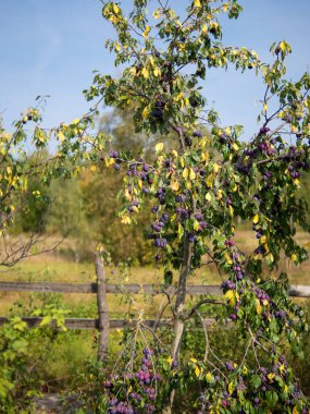 Bahçedeki erik ağacı hasadı