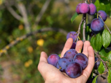 Erik ağacı hasadı, elinde erik meyvesi