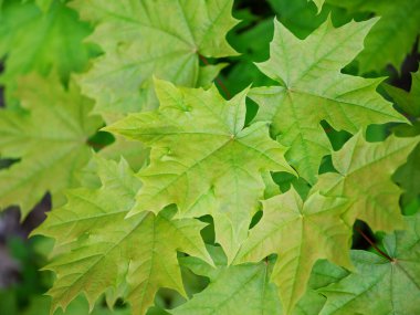 yeşil akçaağaç arka plan bırakır