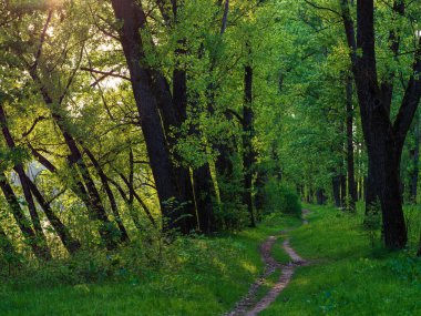 Akşamları yeşil yaz ormanlarında yol