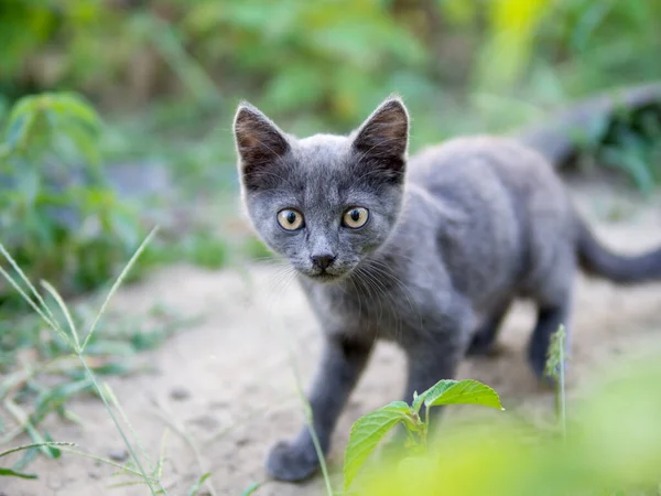 Homeless grey kitten . Afraid of people. Grey little cat