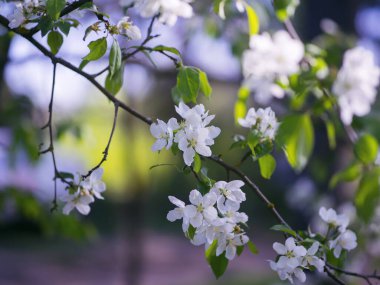Beyaz açan bahar dalları arka planda