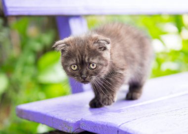 Yavru kedi kameraya güvensizlik içinde bakıyor.
