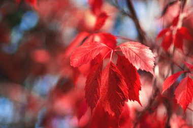 Renkli kırmızı sonbahar arkaplan kopyalama alanını terk eder