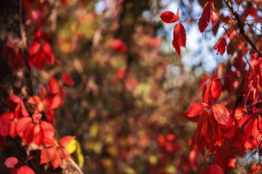 Renkli kırmızı sonbahar arkaplan kopyalama alanını terk eder