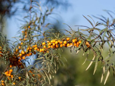 Diken ağacının meyvesi.