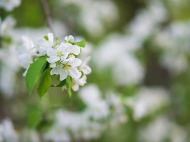 Baharın çiçek açması arka planda