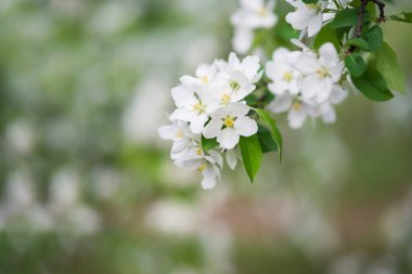 Baharın çiçek açması arka planda