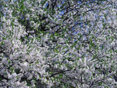 Bahçede çiçek açan beyaz kiraz ağacı