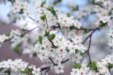 Kiraz çiçeği dalları bahar arkaplanı