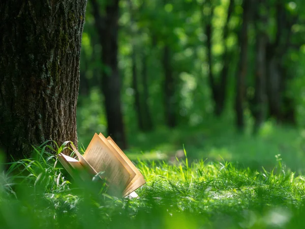Otwarta Księga Leżąca Parku Obok Drzewa Układ Przestrzenią Kopiowania Kontekst — Zdjęcie stockowe