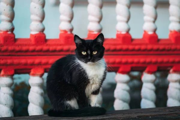 Black White Beautiful Cat — Stock Photo, Image