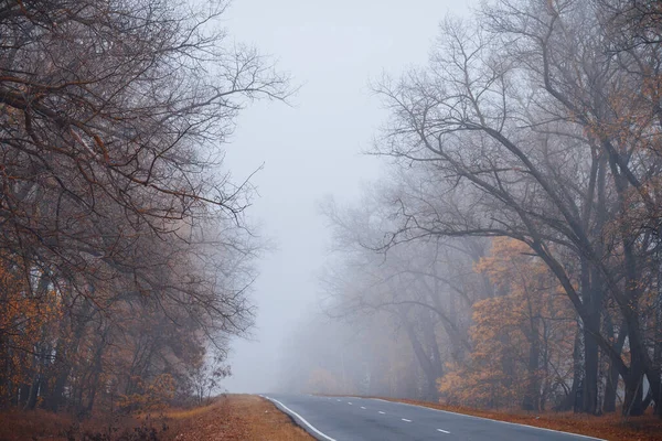 Niebla Sombrío Místico Camino Otoño Con Árboles Miedo Paisaje Brumoso — Foto de Stock