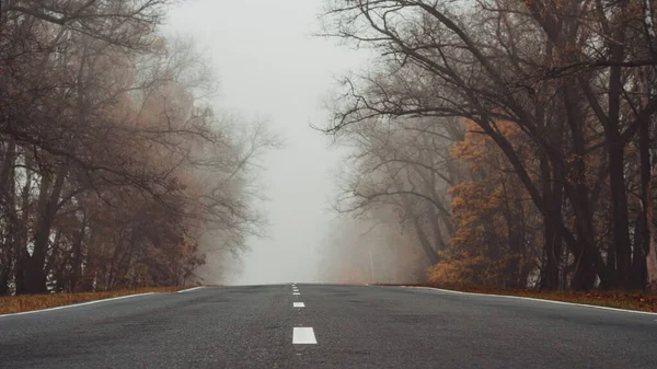 Sonbahar Sisli Sabah Orman Yolu — Stok fotoğraf