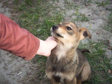 Küçük evsiz köpeği okşayan kız.