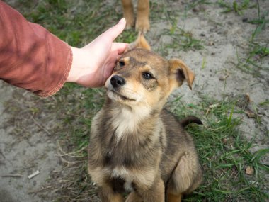 Küçük evsiz köpeği okşayan kız.