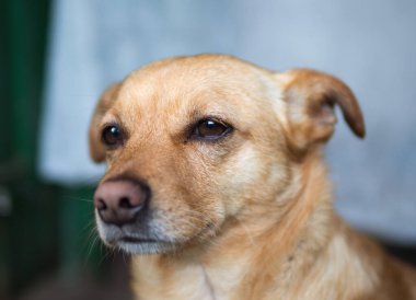 Üzgün kırmızı köpek. Hüzünlü bir şekilde verandada oturuyor, kulaklarını indiriyor.