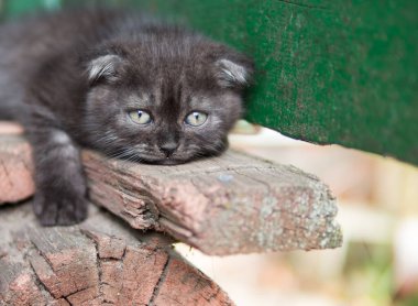 Yavru İskoç üzgün Yaklaş