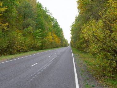 Yoğun bir ormanda sonbahar yolu