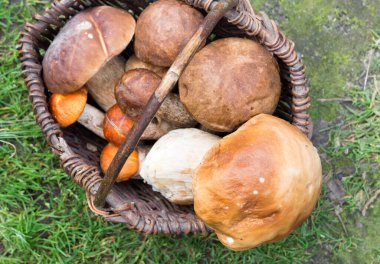 Beyaz mantar. Yaklaş.