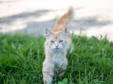 Yeşil doğal arka planda güzel gözleri olan sevimli kırmızı kedi.