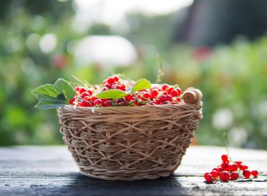 Hasır sepetinde kırmızı frenk üzümü