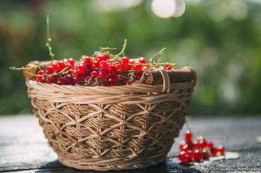 Hasır sepetinde kırmızı frenk üzümü