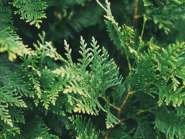 yeşil doğal arkaplan makrosu