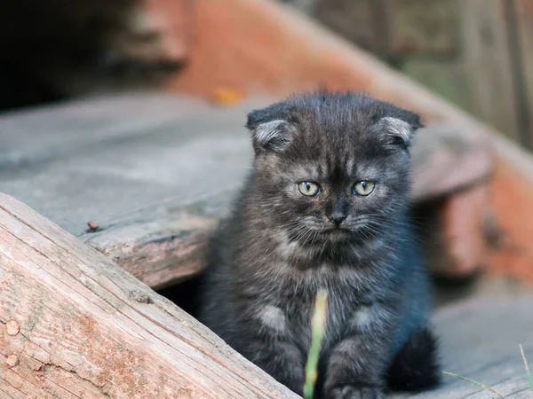 Anak Kucing Duduk Teras — Stok Foto