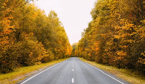 Осінню Дорогу Лісовий Пейзаж Золотим Листям Концепція Подорожі Автомобілем — стокове фото