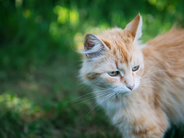 Cute Red Cat Beautiful Eyes Green Natural Background — Stock Photo, Image