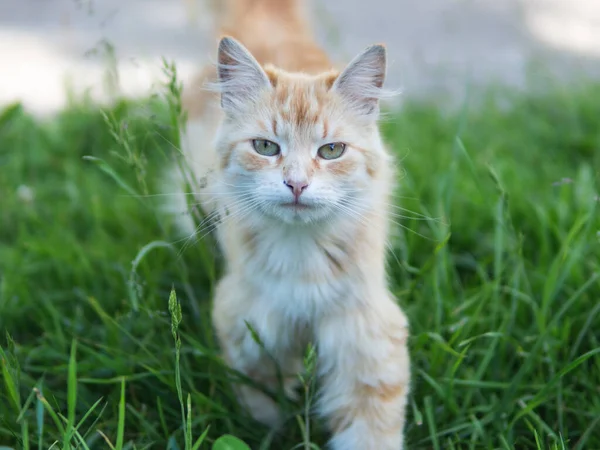 かわいいです赤猫ポートレート上の緑自然背景 — ストック写真