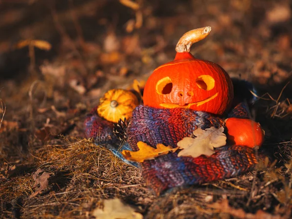 가을철에는 스카프에 나뭇잎으로 호박을 조각하였다 추수감사절 — 스톡 사진