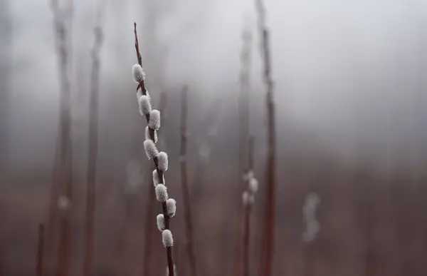 Foggy Early Morning Forest Willow Branches Dewdrops — Stock Photo, Image