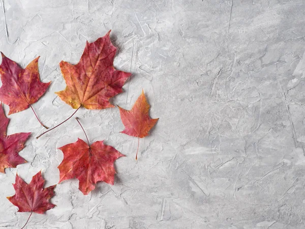 autumn red maple leaves on a gray stone table copy space